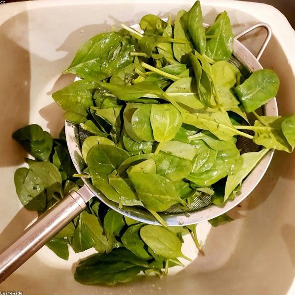 Green spinach leaves bundle